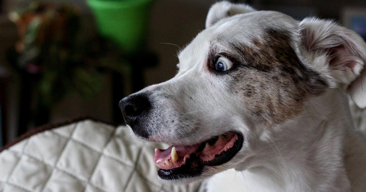Hund mit Panik