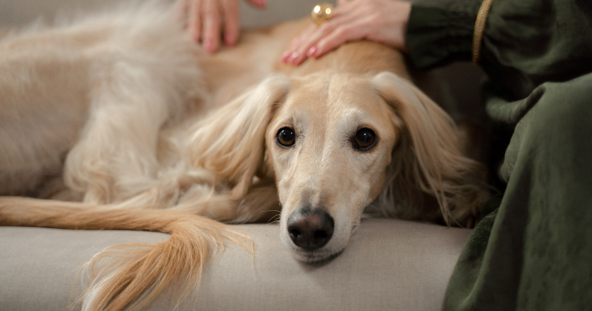 Hund liegt auf dem Sofa