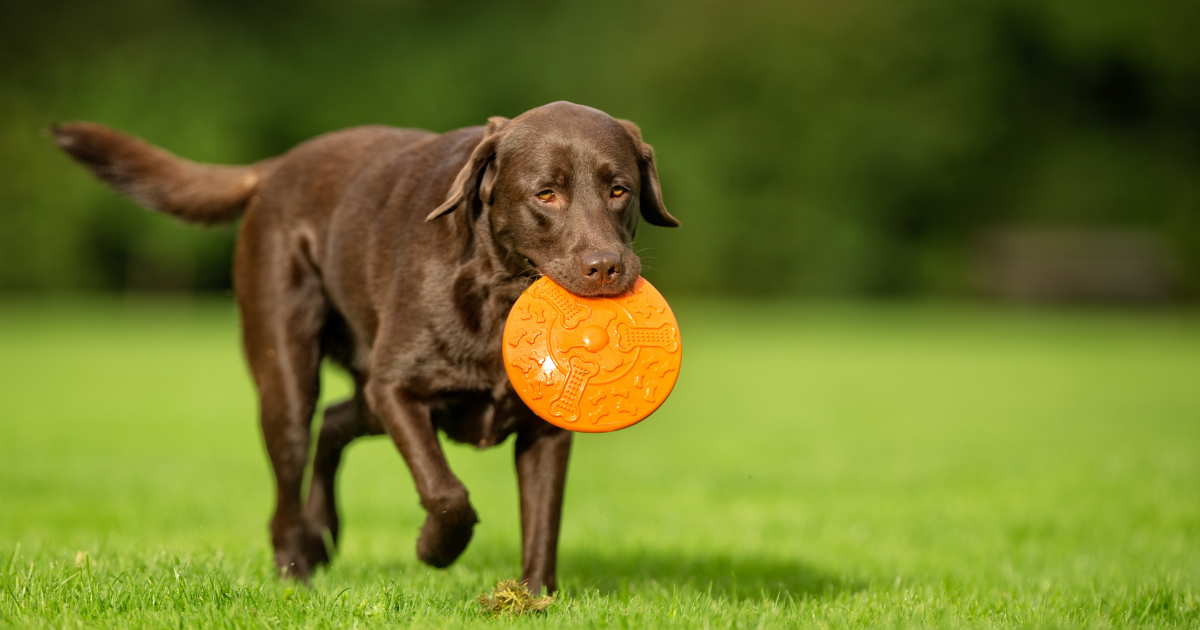 Labrador läuft auf einer Wiese