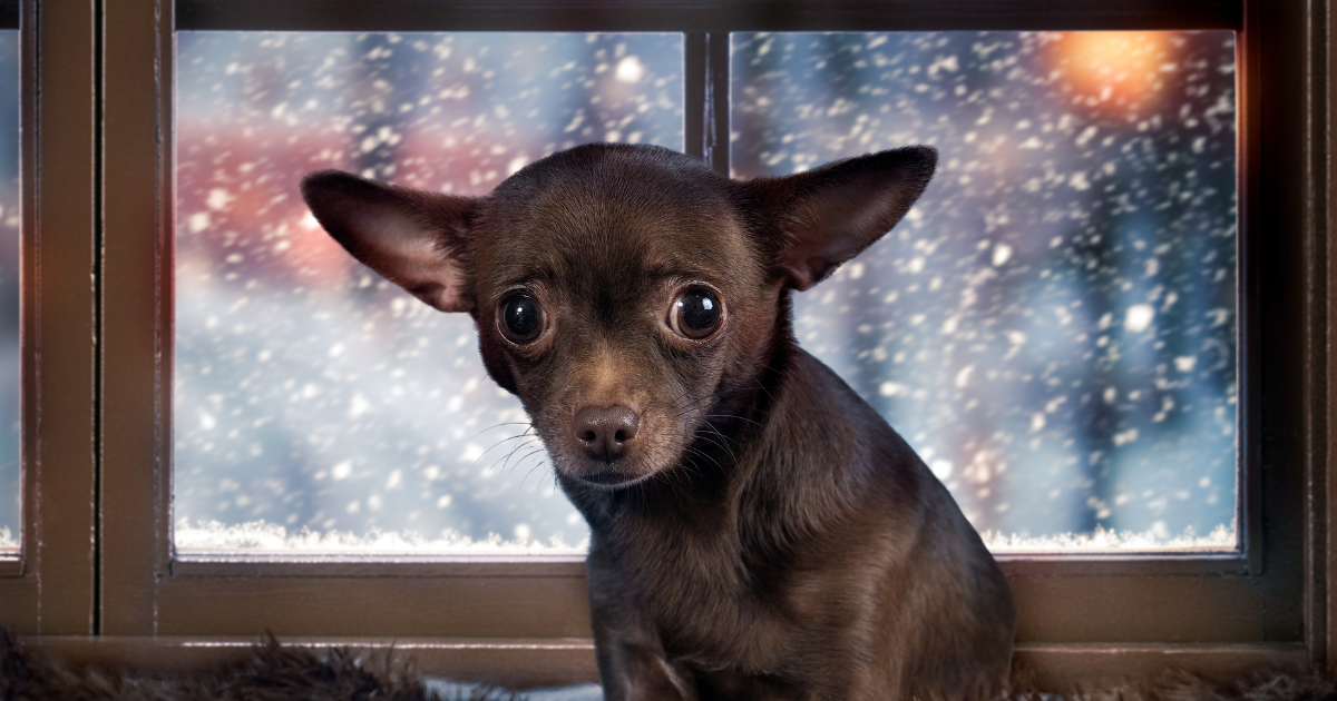 Hund mit Angst an Sylvester