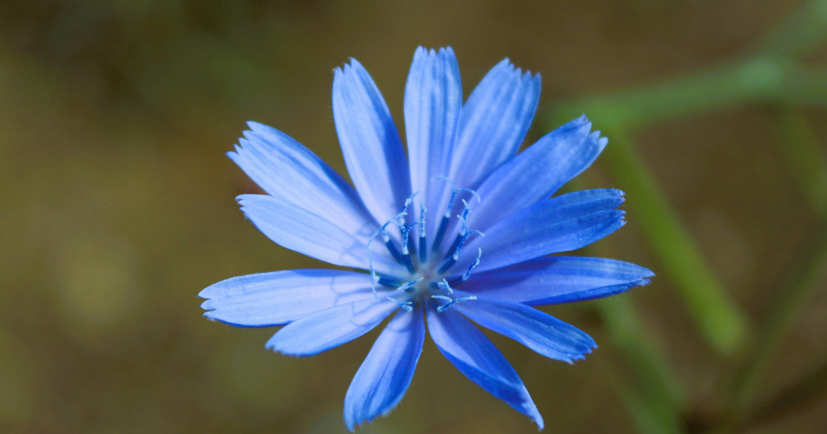 Blüte einer Wegwarte
