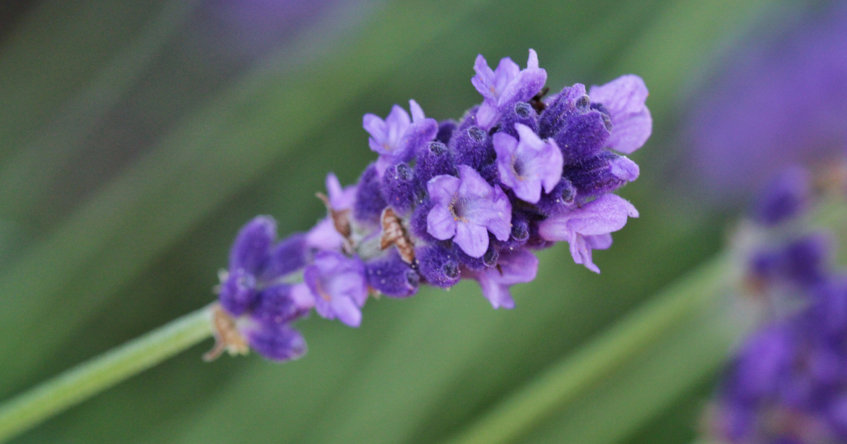 Lavendelblüte