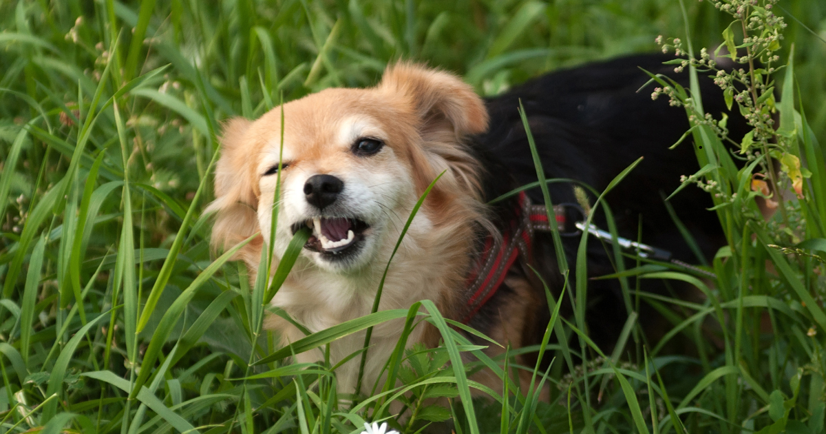 Hund frisst Gras