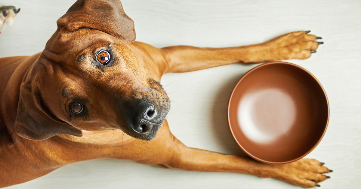 Hund sitzt vor leerem Napf