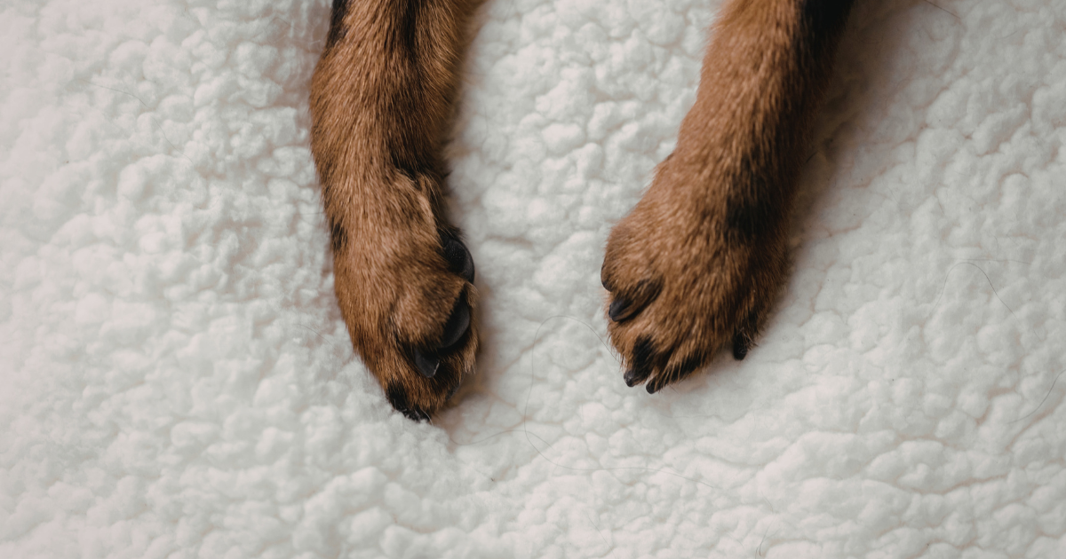 Hundebeine mit Arthrose