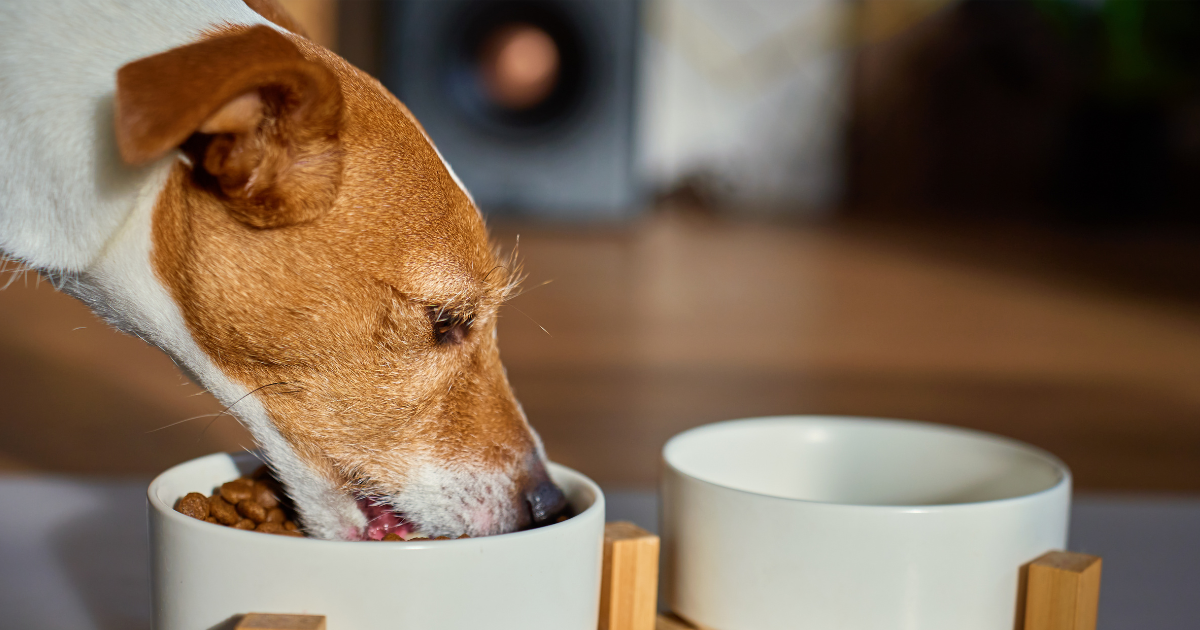 Hund frisst aus dem Napf Ulmenrinde