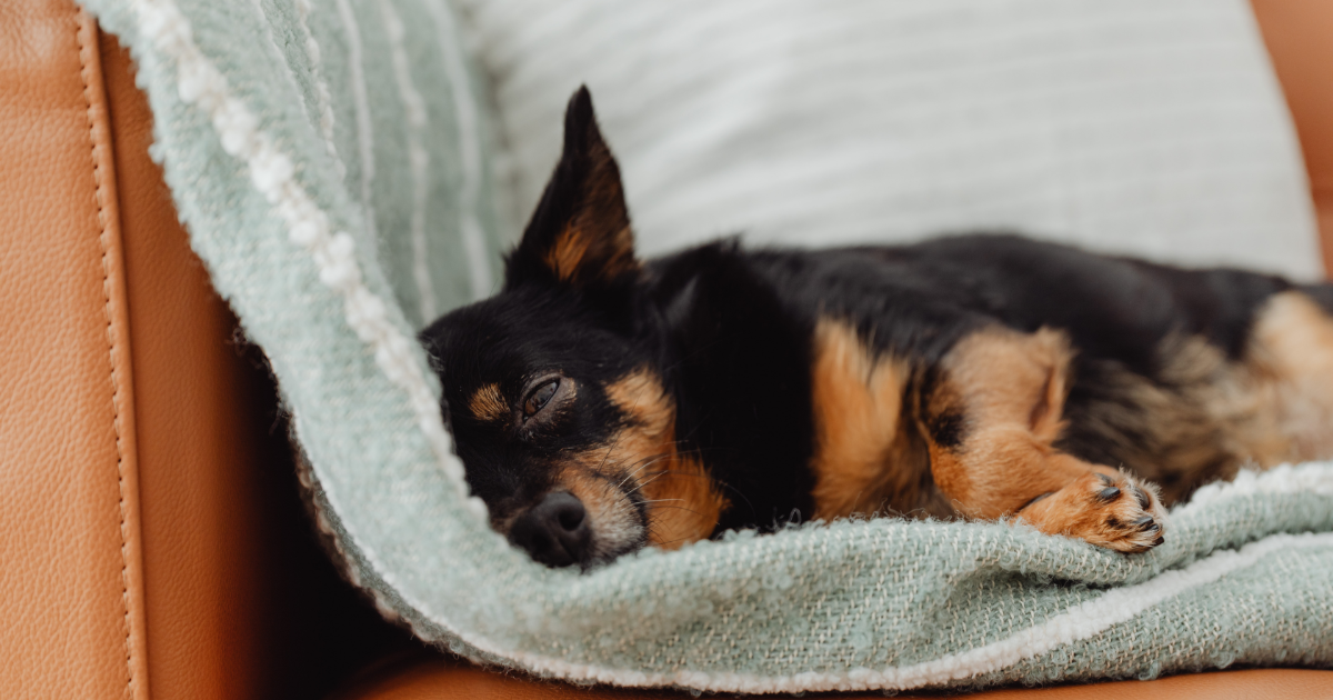 Hund mit Bauchweh