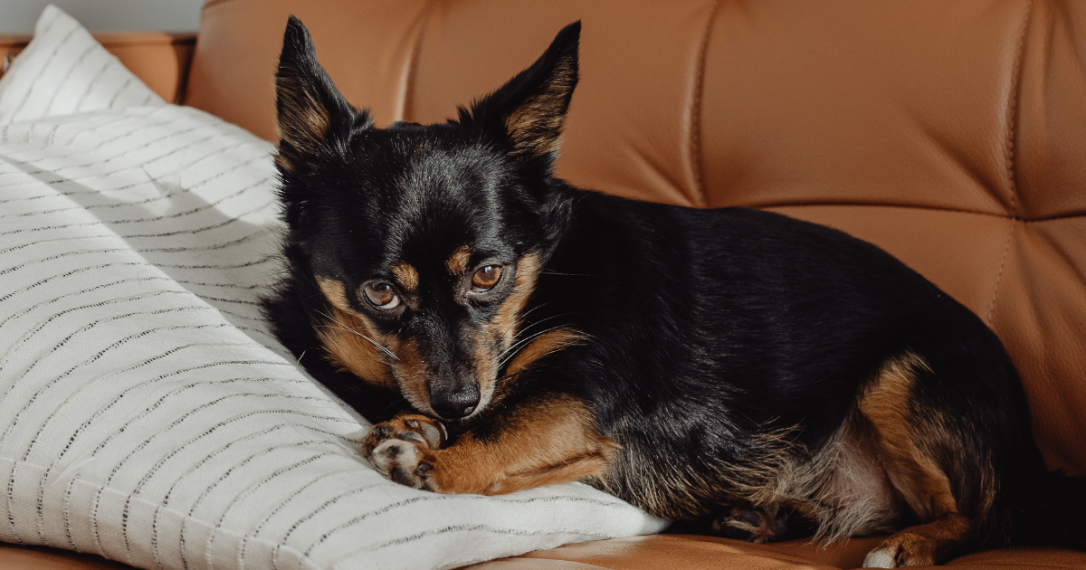 Gestresster Hund mit Magenschmerzen