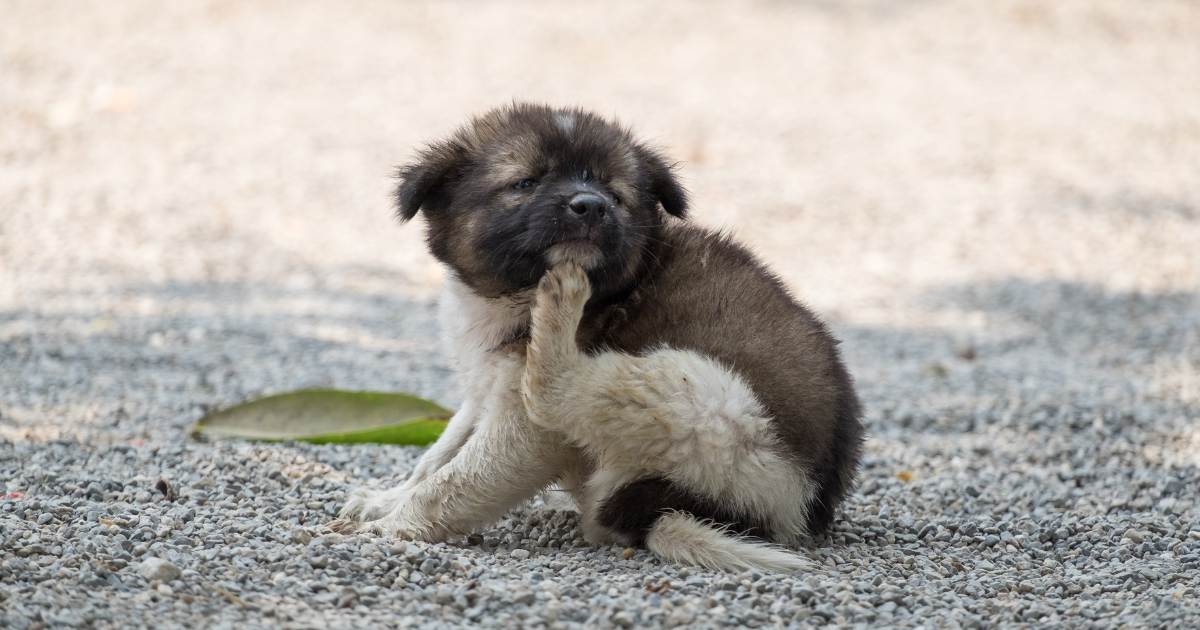 Hund krazt sich mit Pfote