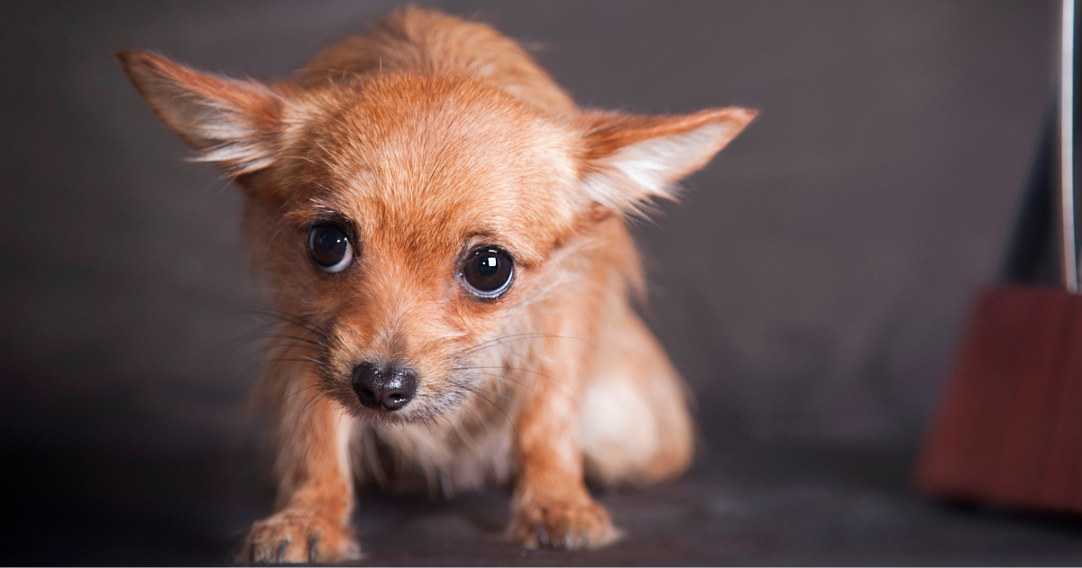Gestresster Hund