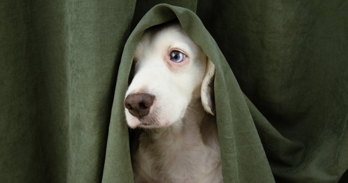 Hund versteckt sich unter Gardine