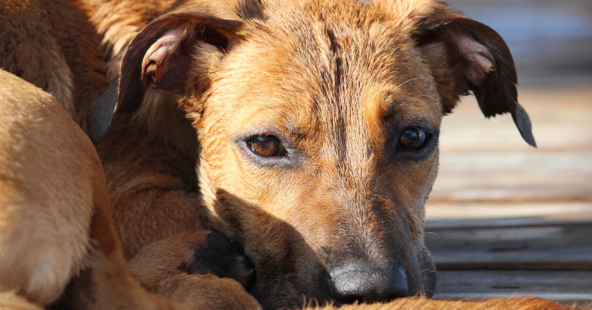 Hund mit Verdauungsproblemen