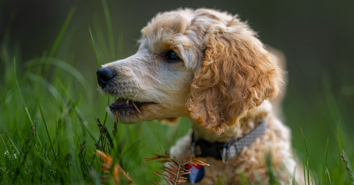 Hund sitzt in der Wiese