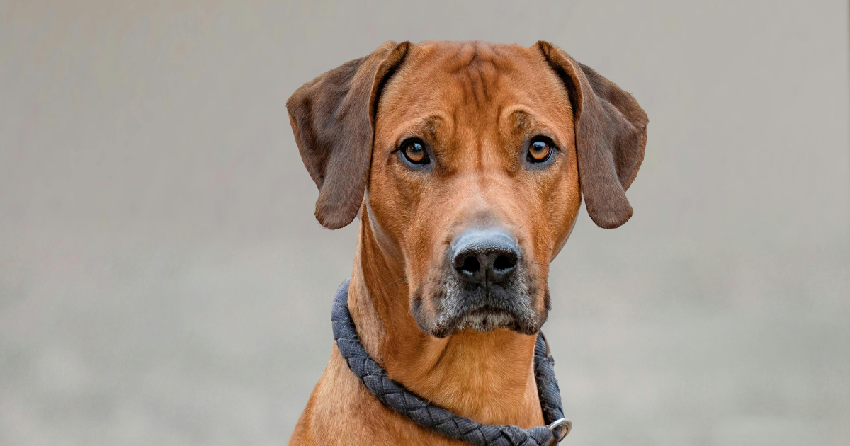 Darm & Psyche beim Hund – Die unterschätzte Verbindung