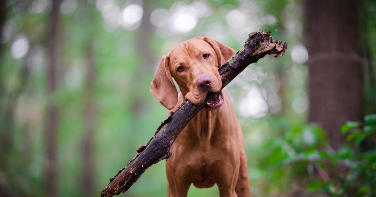 Hund mit Stock im Maul im Wald