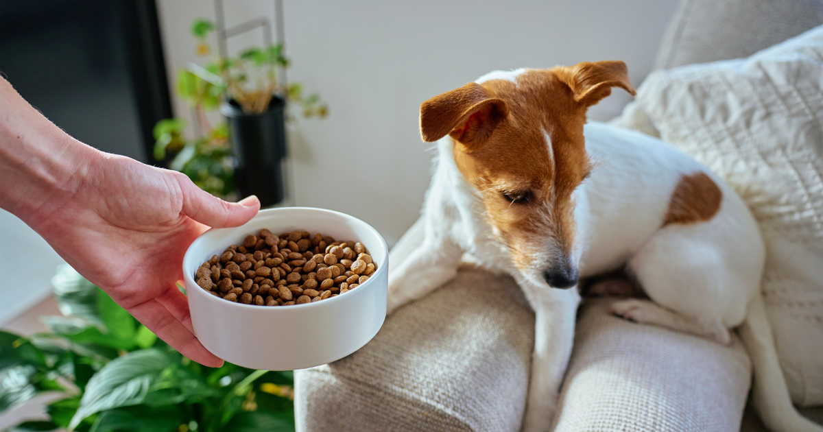 Hund lehnt Futter ab
