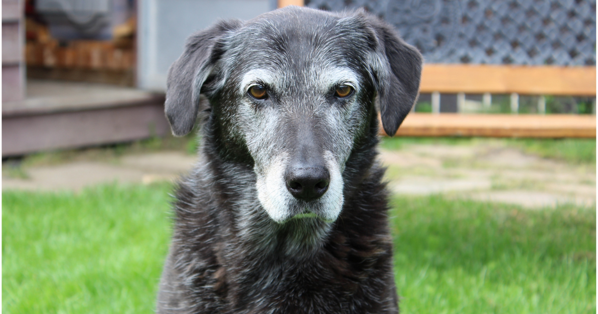 Gelenkgesundheit beim alten Hund – So bleiben Senioren mobil