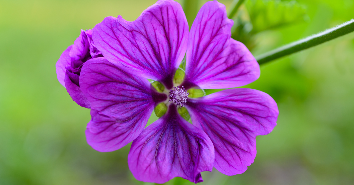 Blaue Malvenblüte für den Hund
