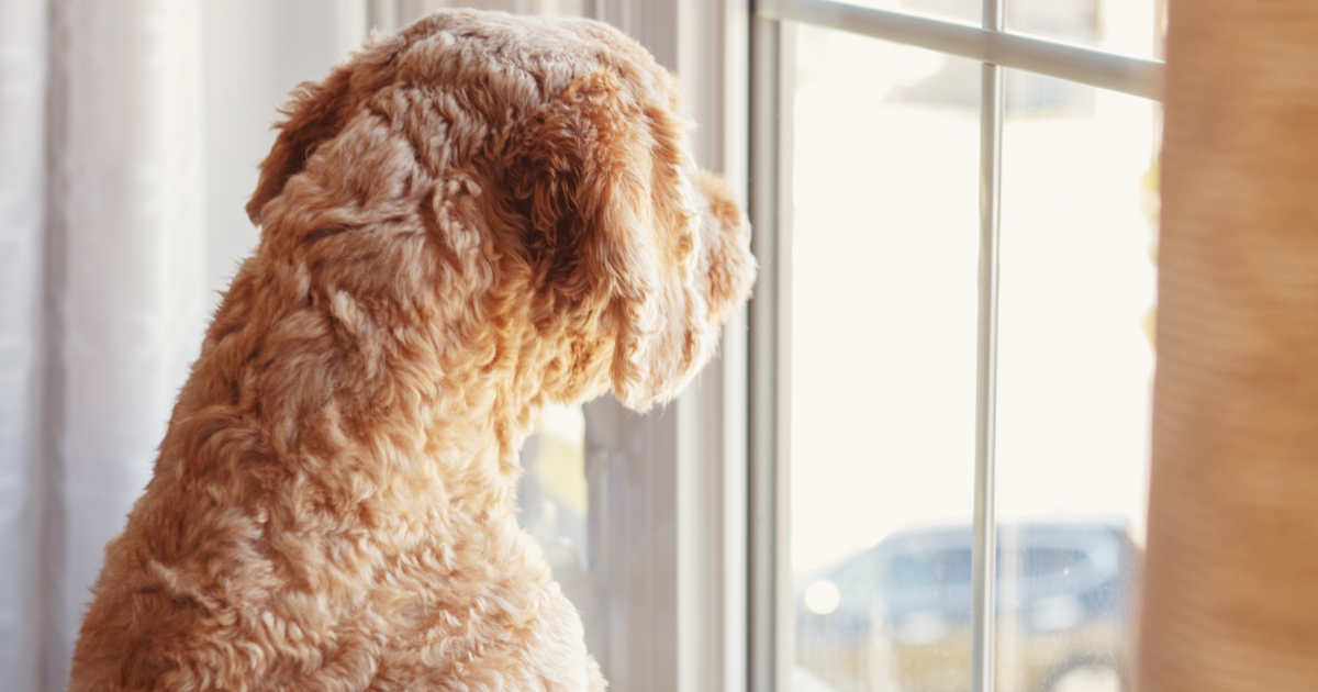 Hund schaut aus dem Fenster