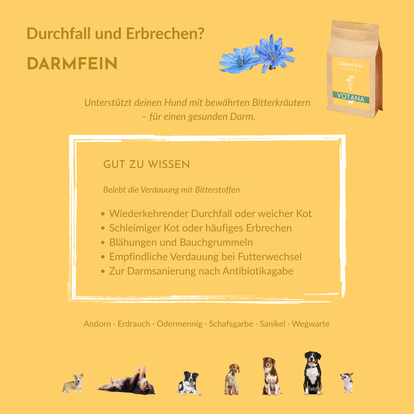 DARMFEIN bei Durchfall, Erbrechen, Blähungen, empfindlicher Verdauung, Darmsanierung - Bitterkräuter mit Andorn, Erdrauch, Odermennig, Schafsgarbe, Sanikel, Wegwarte für Hunde