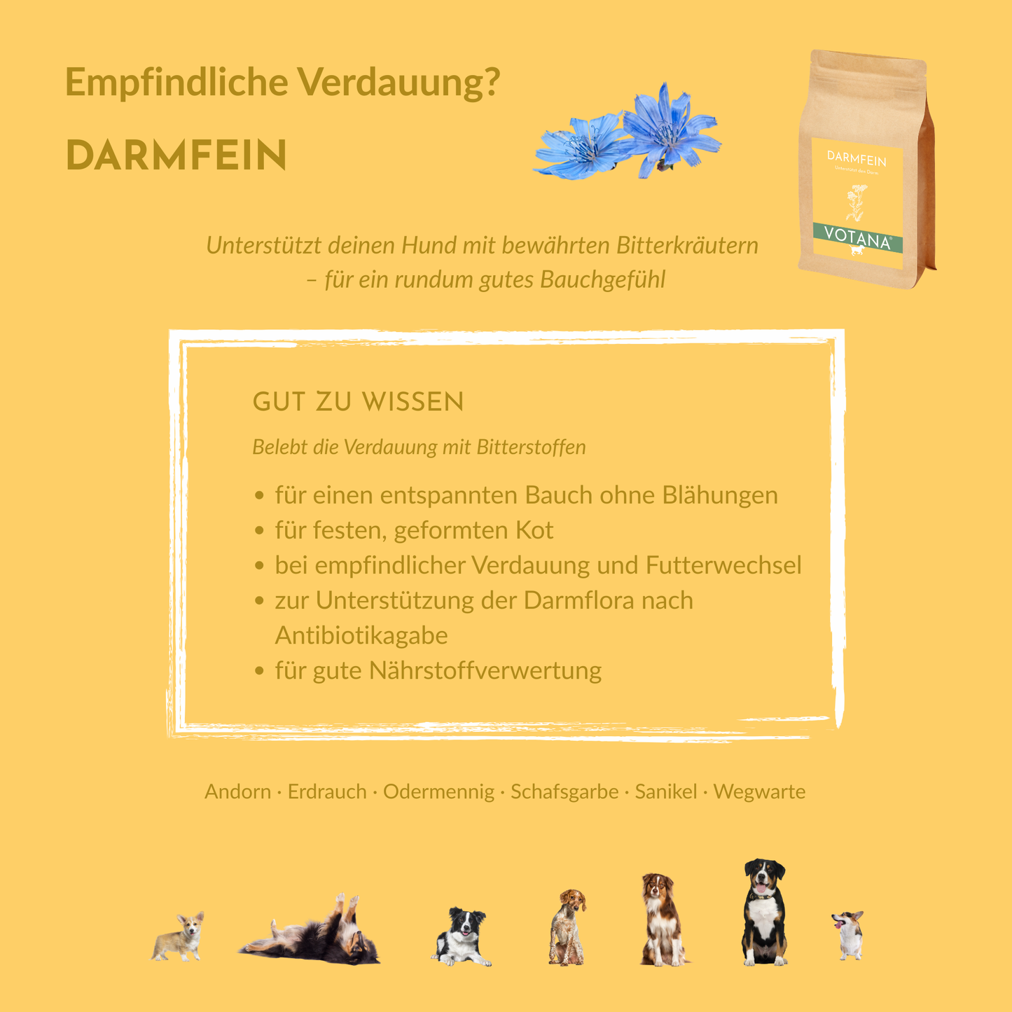 DARMFEIN Anwendungsgebiete für Hunde: bei empfindlicher Verdauung, Blähungen, Futterwechsel und nach Antibiotika – Bitterkräuter mit Andorn, Wegwarte & Odermennig für ein gutes Bauchgefühl