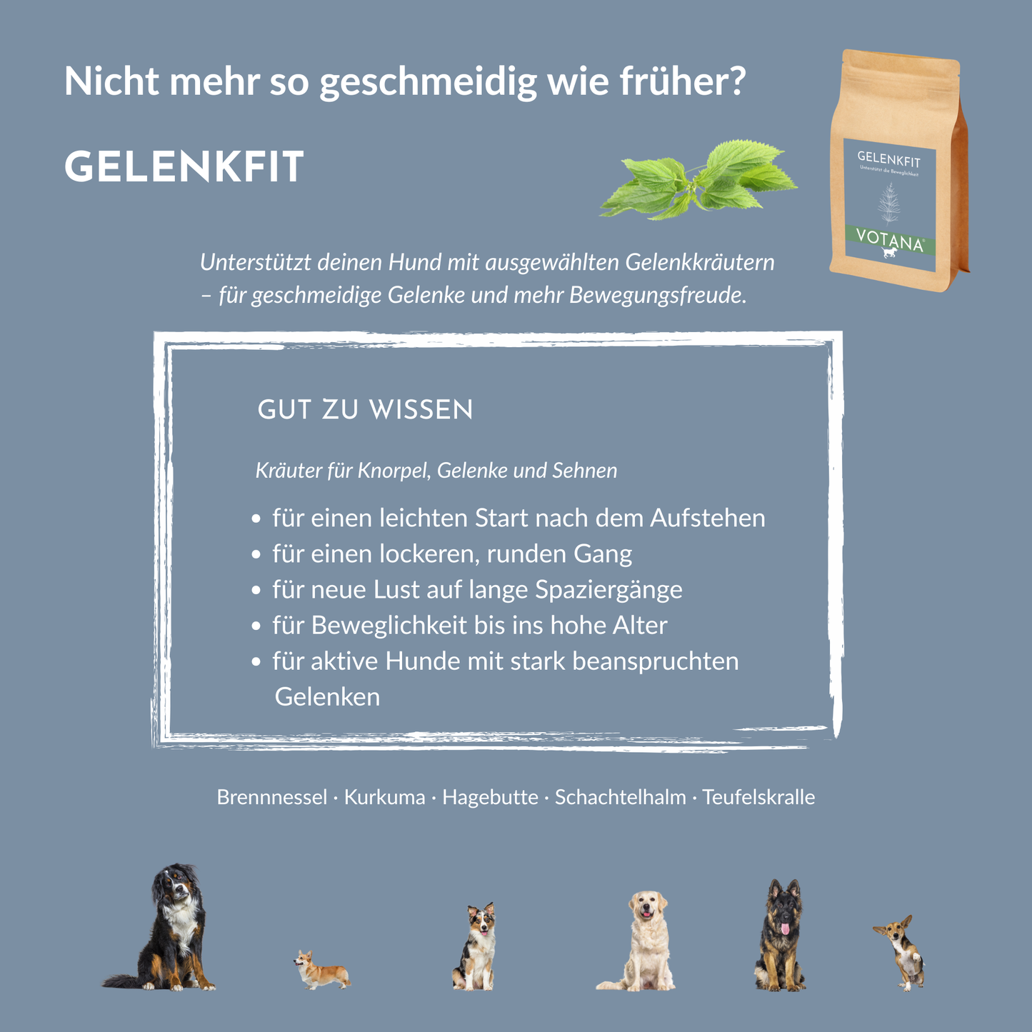GELENKFIT Anwendungsgebiete für Hunde: für geschmeidige Beweglichkeit im Alter und bei stark beanspruchten Gelenken – Gelenkkräuter mit Teufelskralle & Kurkuma für Knorpel, Gelenke und Sehnen