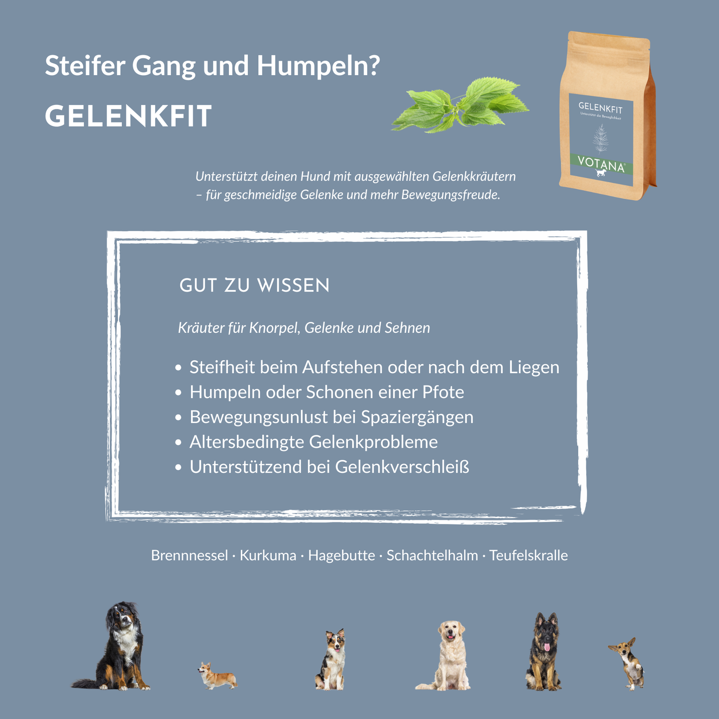 GELENKFIT bei Steifheit, Humpeln, Bewegungsunlust, Gelenkproblemen - Kräuter für Knorpel, Gelenke und Sehnen beim Hund