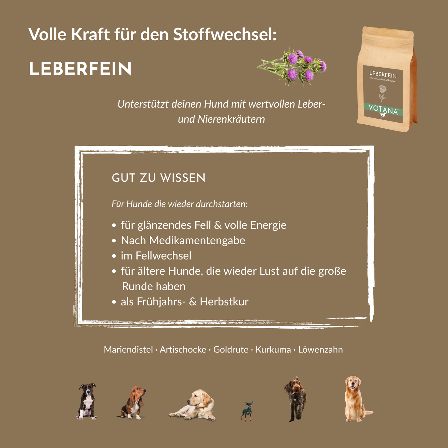 LEBERFEIN Anwendungsgebiete für Hunde: Stoffwechselkur, nach Medikamentengabe, im Fellwechsel und für glänzendes Fell – Leberkräuter mit Mariendistel, Artischocke, Kurkuma, Löwenzahn und Goldrute