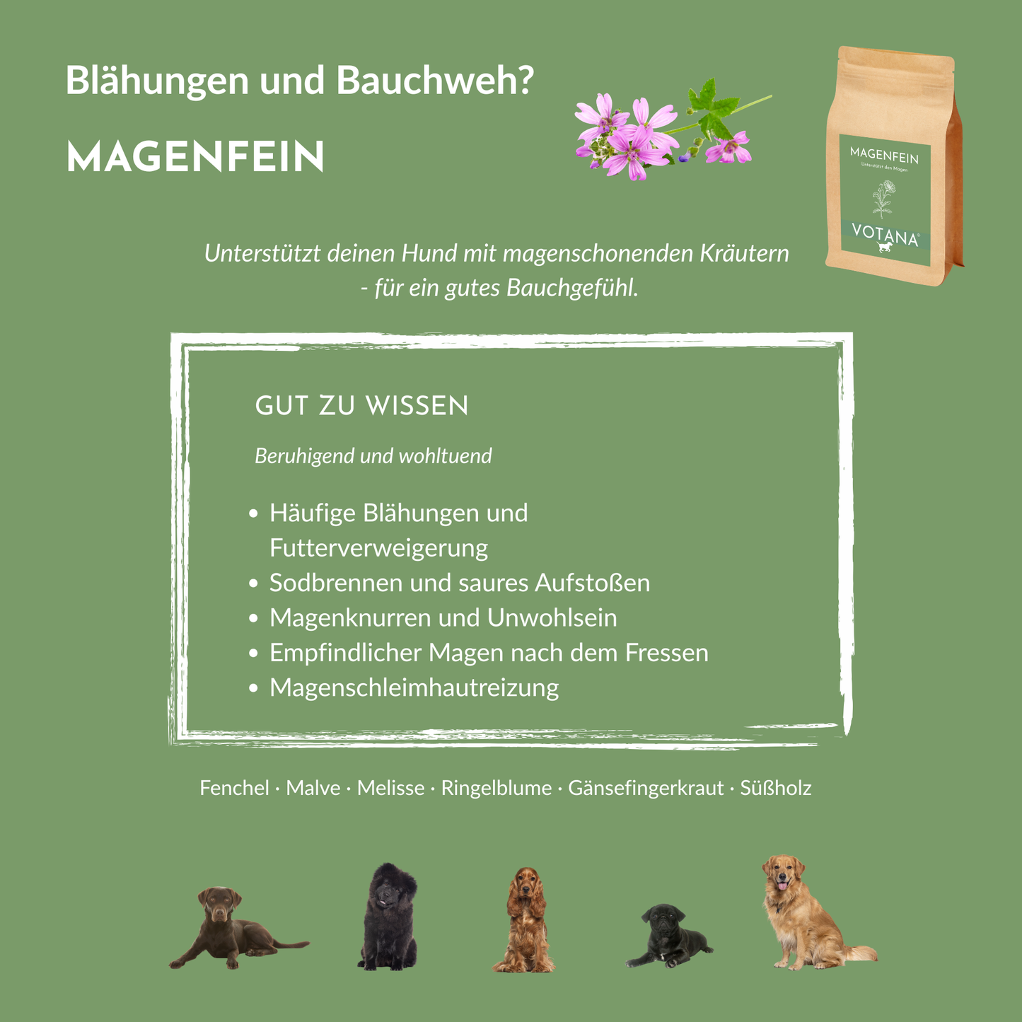 MAGENFEIN bei Blähungen, Bauchweh, Sodbrennen, empfindlichem Magen - magenschonende Kräuter mit Fenchel, Malve, Melisse, Ringelblume für Hunde