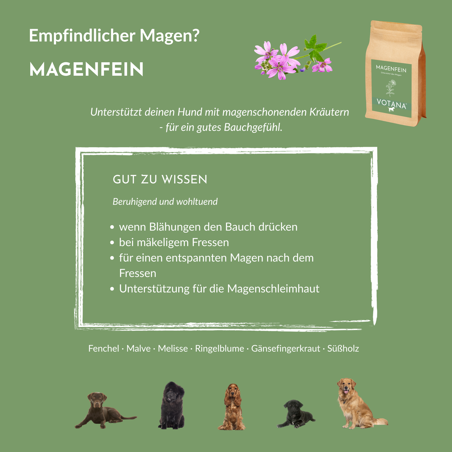 MAGENFEIN Anwendungsgebiete für Hunde: bei empfindlichem Magen, Blähungen und mäkeligem Fressen – magenschonende Kräuter mit Fenchel, Malve und Süßholz für ein gutes Bauchgefühl