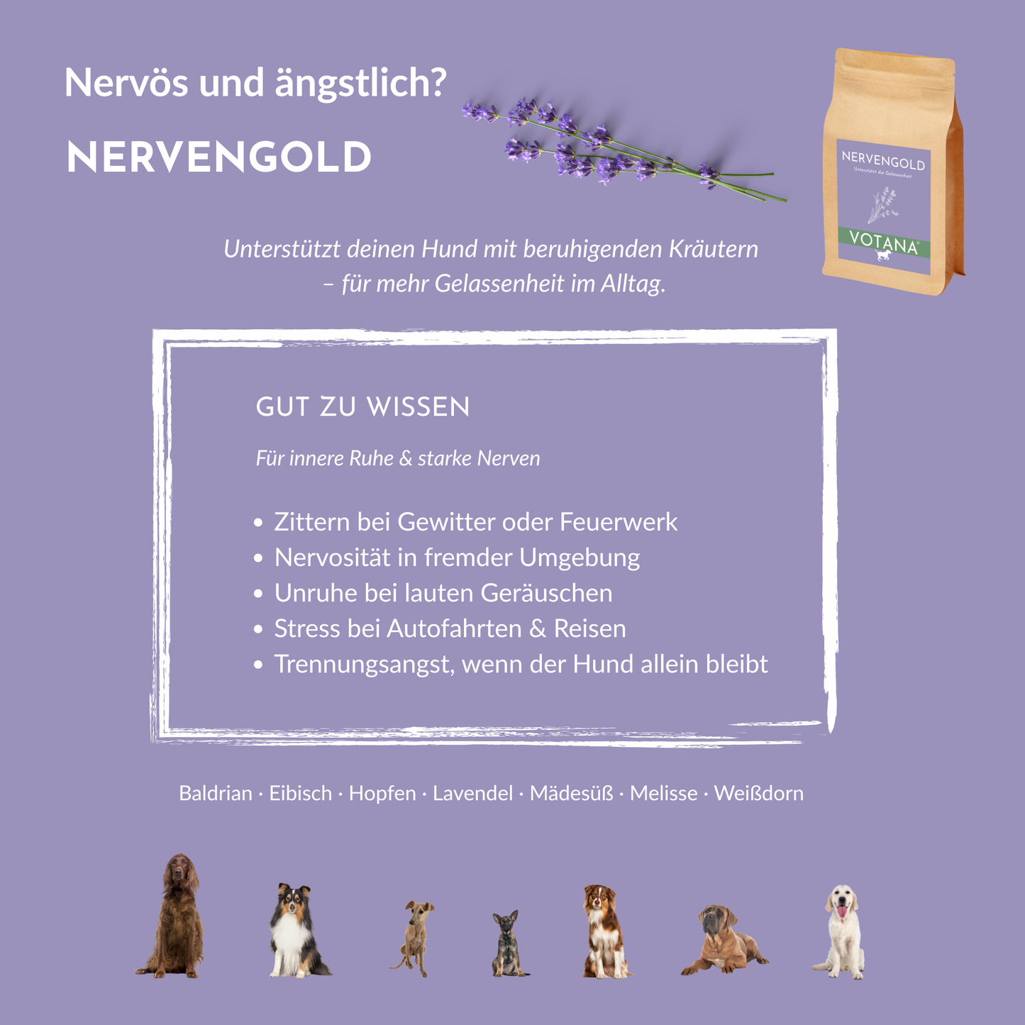NERVENGOLD bei Angst, Nervosität, Gewitter, Silvester, Trennungsangst - beruhigende Kräuter mit Baldrian, Lavendel, Hopfen, Melisse für innere Ruhe beim Hund