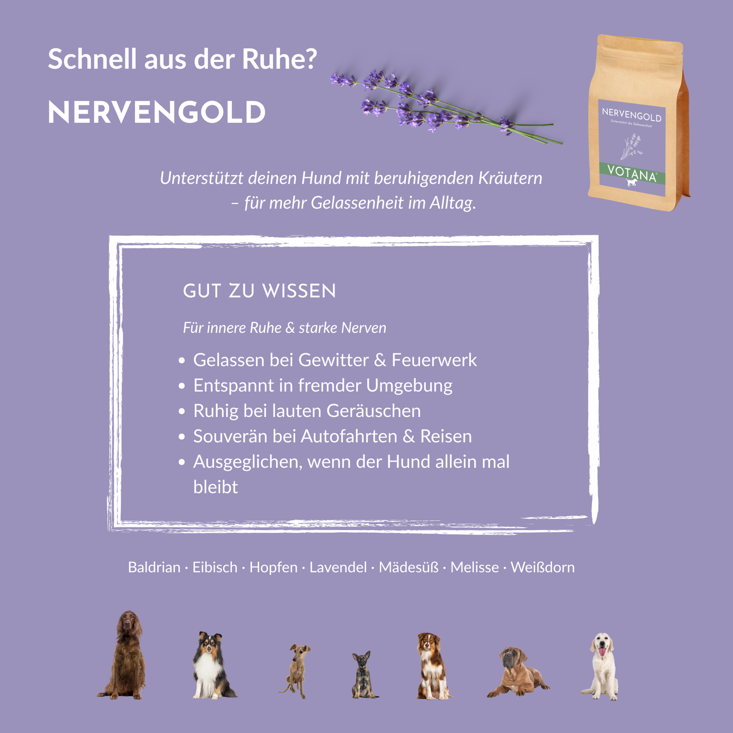 NERVENGOLD Anwendungsgebiete für Hunde: Gelassenheit bei Gewitter, Feuerwerk, in fremder Umgebung, bei Autofahrten und beim Alleinbleiben – Beruhigungskräuter mit Baldrian