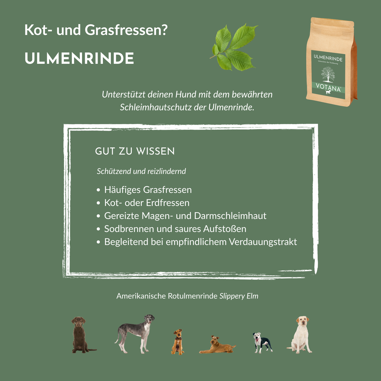ULMENRINDE bei Grasfressen, Kotfressen, gereizter Magen-Darmschleimhaut, Sodbrennen - natürlicher Schleimhautschutz für Hunde