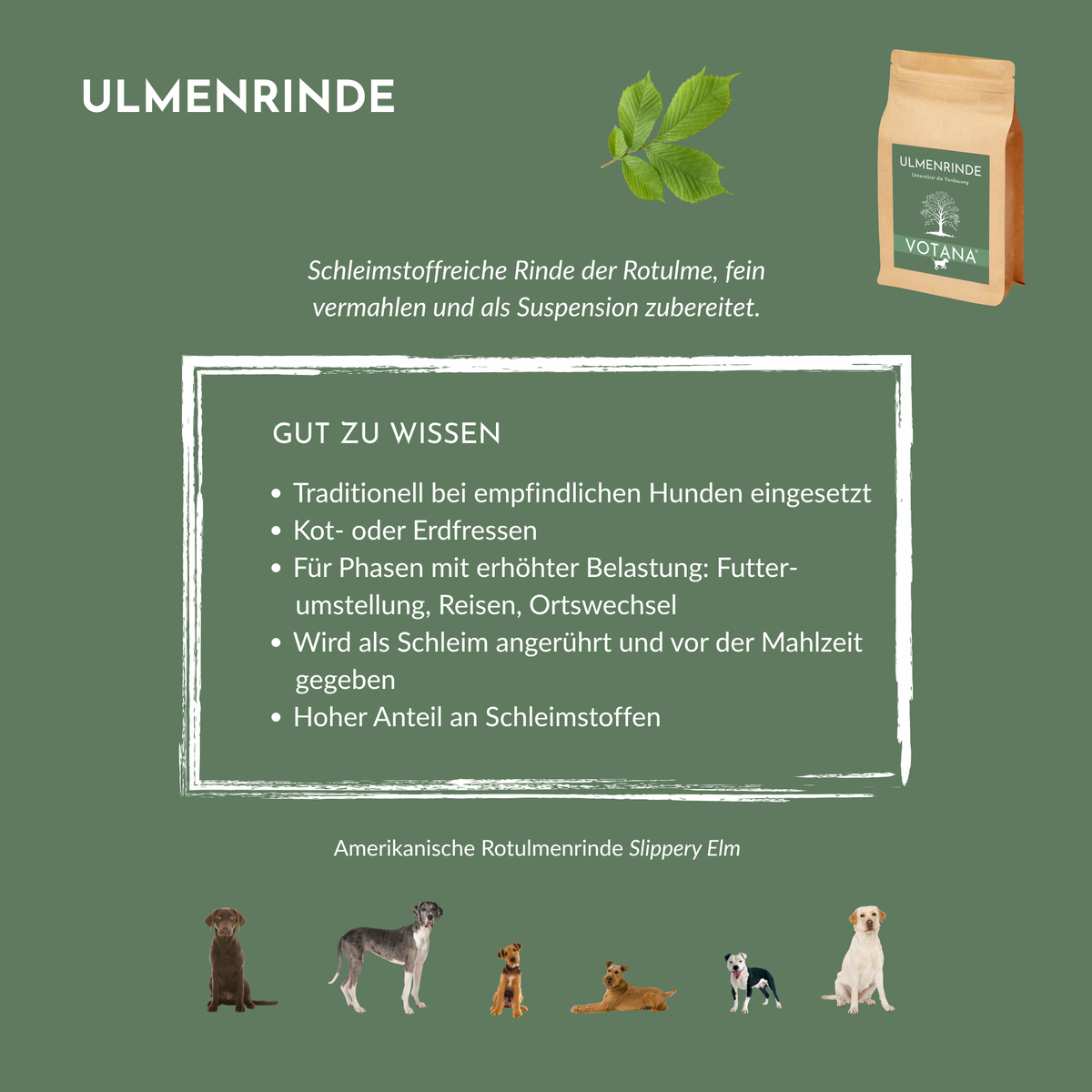 Übersicht ULMENRINDE für Hunde: Eigenschaften der Droge und Hinweise zur Zubereitung